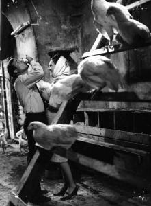 Scena del film "L'ape regina - Una storia moderna" - Regia Marco Ferreri - 1963 - Gli attori Ugo Tognazzi e Marina Vlady in un pollaio tra le galline