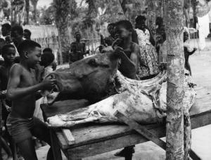 Scena del film "Congo vivo" - Regia Giuseppe Bennati - 1961- Due attori non identificati posano una testa di cavallo sul tavolo