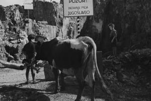 Fotografia del film "Cuori senza frontiere" - Regia Luigi Zampa 1950 - Due bambini e una mucca al confine tra l'Italia e la Jugoslavia.