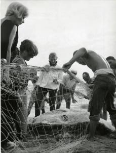 Scena del film "La dolce vita" - Regia Federico Fellini, 1960 - Da sinistra, Christine Denise, Leontine van Strein, Gioacchino Stajano, guardano un grosso pesce, che dei pescatori hanno preso con una rete.