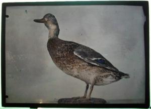 Animale - Uccello - Germano reale femmina - Anas platyrhynchos - Milano - Museo Civico di Storia Naturale - Collezione Turati