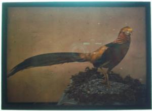 Animale - Uccello - Fagiano dorato - Chrysolophus pictus - Milano - Museo Civico di Storia Naturale - Collezione Turati
