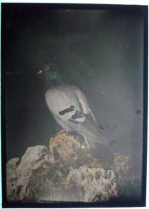 Animale - Uccello - piccione selvatico - columba livia - Milano - Museo Civico di  Storia Naturale - Collezione Turati 