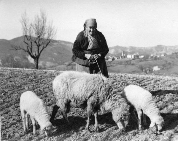 Ritratto femminile - Anziana con tre pecore - Oltrepo pavese, colline