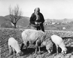 Ritratto femminile - Anziana con tre pecore - Oltrepo pavese, colline