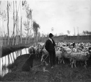 Campagna pavese - Gregge di pecore con pastore e due cani - Corso d'acqua