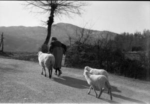 Varzi - Colline dell'Oltrepo pavese - Anziana cammina seguita da tre pecore - Albero e vegetazione lungo il bordo della strada
