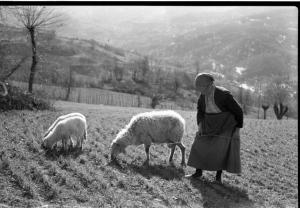 Varzi - Colline dell'Oltrepo pavese - Tre pecore brucano l'erba - Anziana signora con copricapo sorveglia il piccolo gregge