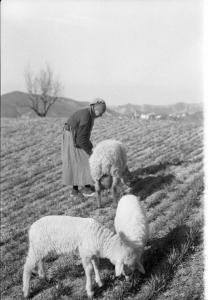 Varzi - Colline dell'Oltrepo pavese - Anziana signora con tre pecore