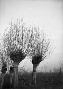 Pavia - campagna - alberi di gelso