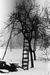Binasco - Cascina - Esterno con neve - Scala appoggiata a un albero