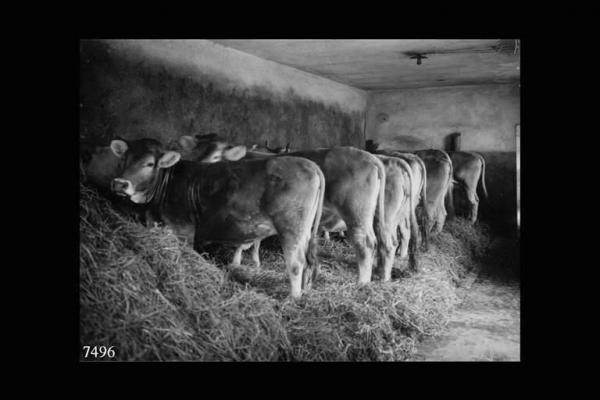 Borno - Stalla - Interno con vacche