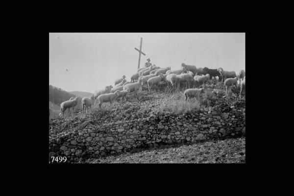Borno - Contadino con gregge di pecore