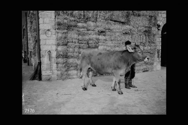 Breno - Azienda agricola Spinera di Carlo Franzoni - Carlo Franzoni (?) con una vacca