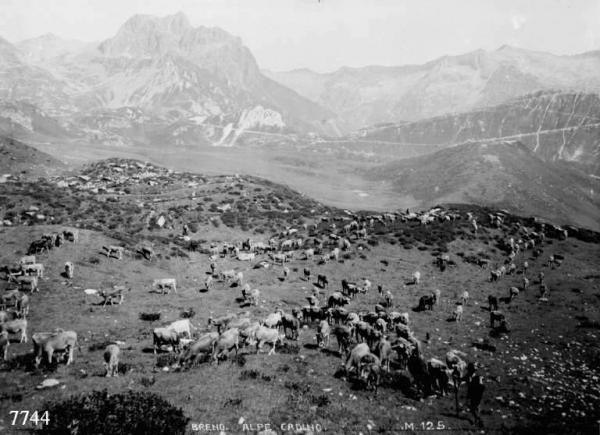 Breno - Valle di Cadino - Vacche al pascolo
