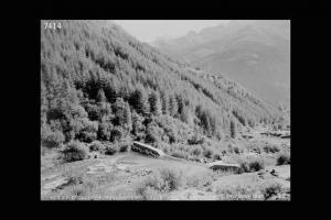 Vezza d'Oglio - Val Grande - Rimboschimenti