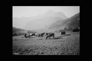 Borno - Azienda agricola La Paganina di Carlo Franzoni - Vacche al pascolo