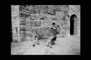 Breno - Azienda agricola Spinera di Carlo Franzoni - Carlo Franzoni (?) con una vacca