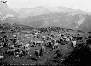 Breno - Valle Cadino - Vacche al pascolo