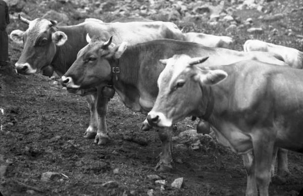 Borno - Vacche al pascolo
