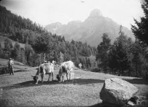 Cimbergo - Alpeggio - Contadino con vacche