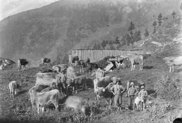 Valle Camonica - Vacche al pascolo