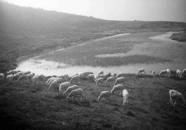 Saviore dell'Adamello - Pecore al pascolo