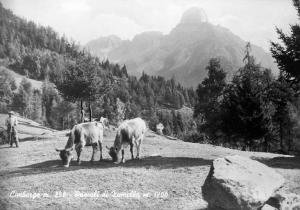 Valle Zumella - Vacche al pascolo con contadino