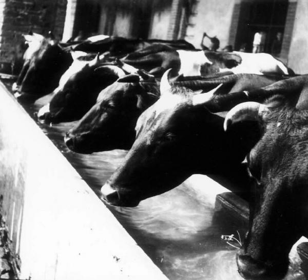 Lavoro agricolo - Stalle - Vacche all'abbeveratoio