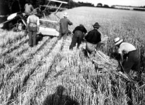 Lavoro agricolo - Mietitura e legatura dei covoni di grano