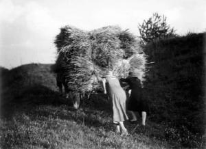 Lavoro agricolo - Raccolta del grano - Contadine al lavoro