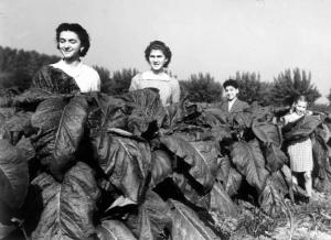 Coltivazione del tabacco - Donne nei campi di tabacco