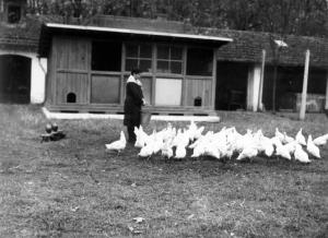 Azienda agricola - Contadina con galline