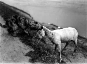 Cane e pecora