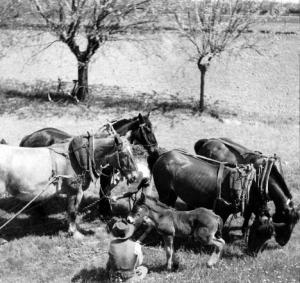 Contadini e cavalli con il giogo in un prato