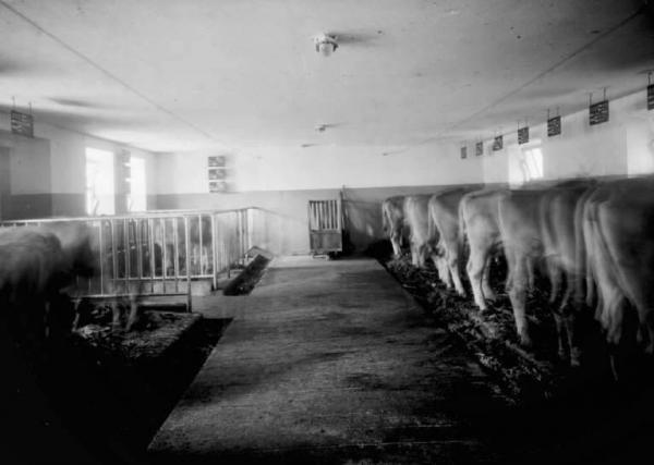 Breno - Azienda agricola Spinera di Carlo Franzoni - Stalla - Interno con vacche