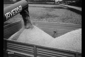 Risicoltura in Lomellina - Raccolta del riso - Mietitrebbiatrice