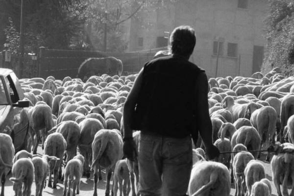 Arcore. Il gregge del pastore Marco Cominelli.