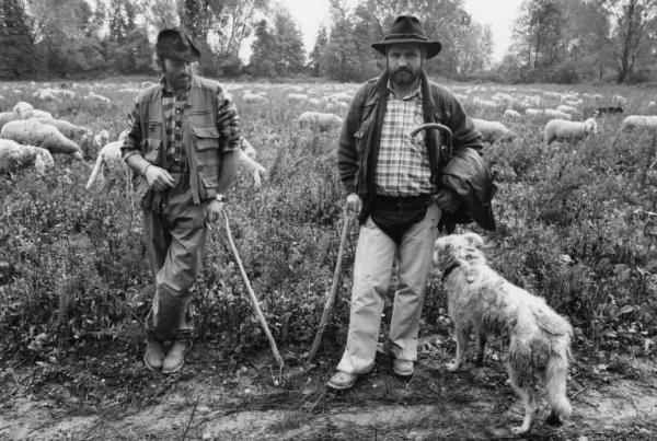 Rivolta D'Adda. Il pastore Andrea Palamini con il socio ed un cane. Sullo sfondo il gregge.