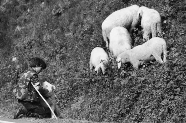 Besana Brianza. Giovane pastore con un cane ed alcuni agnellini.