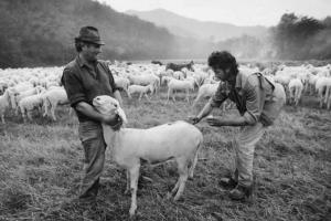 Pontida. Marchiatura del gregge. I pastori Imberti e Grassi marchiano una pecora.