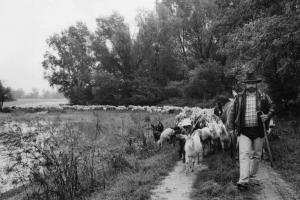 Rivolta D'Adda. Il pastore Andrea Palamini con il suo gregge.