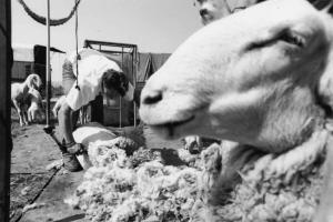 Mezzate. Gregge del pastore Andrea Palamini. Tosatura delle pecore.
