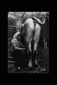 Donna munge una vacca.