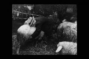 Anziano contadino munge una pecora.