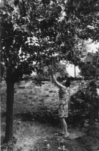 Le sorelle Bettinelli. Franca Bettinelli scuote un albero per farne cadere i frutti.