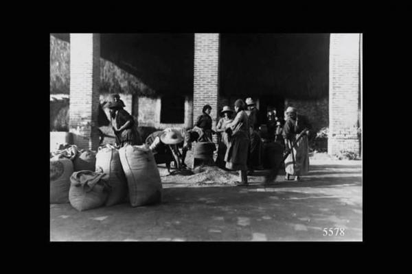 Un gruppo di donne sull'aia di una cascina sono intente a riempire i sacchi di grano.