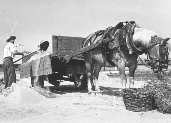 Renaioli. Operazioni di carico della sabbia su carretto trainato da un cavallo.