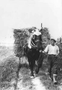 Contadino conduce un carro trainato da un cavallo carico di piante di  riso.