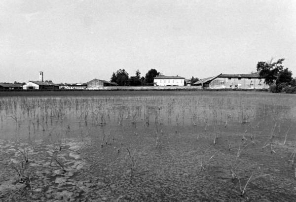 Azienda Agricola f.lli Arrigoni. Coltivazione: riso. Campo di riso, sullo sfondo l'azienda agricola e la casa padronale. Particolare del campo di riso a marcita.